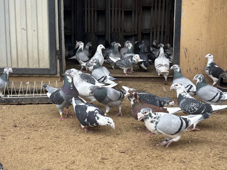 Gołębie Staropolskie