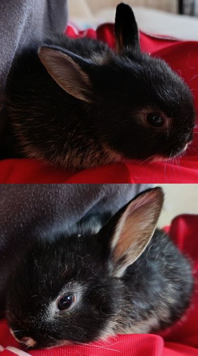 Нідерландський декоративний кролик, 1 місяць