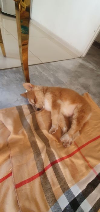 Szczeniak Akita  inu japoński