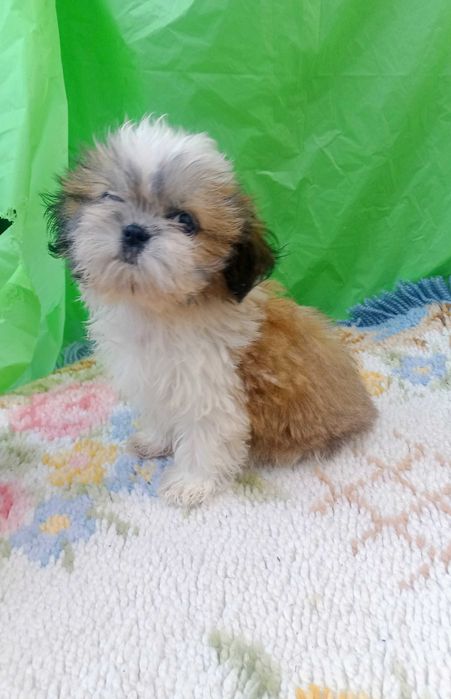 Shih-tzu com pedigree LOP