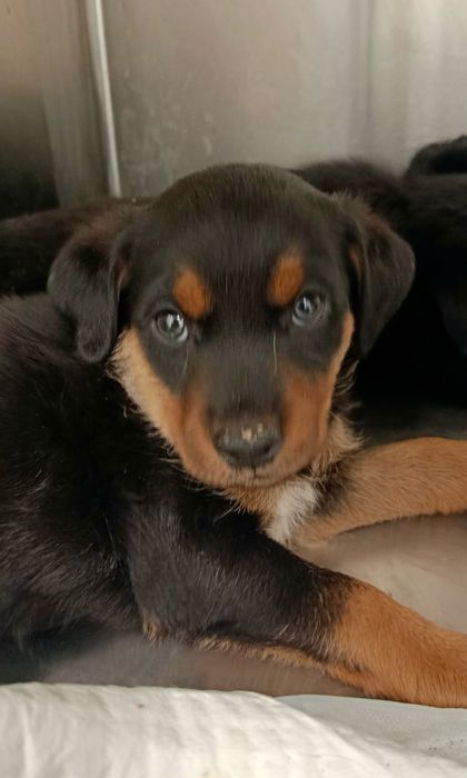 Cães bebés para adoção responsável