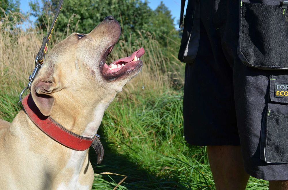Karat amstaff do adopcji