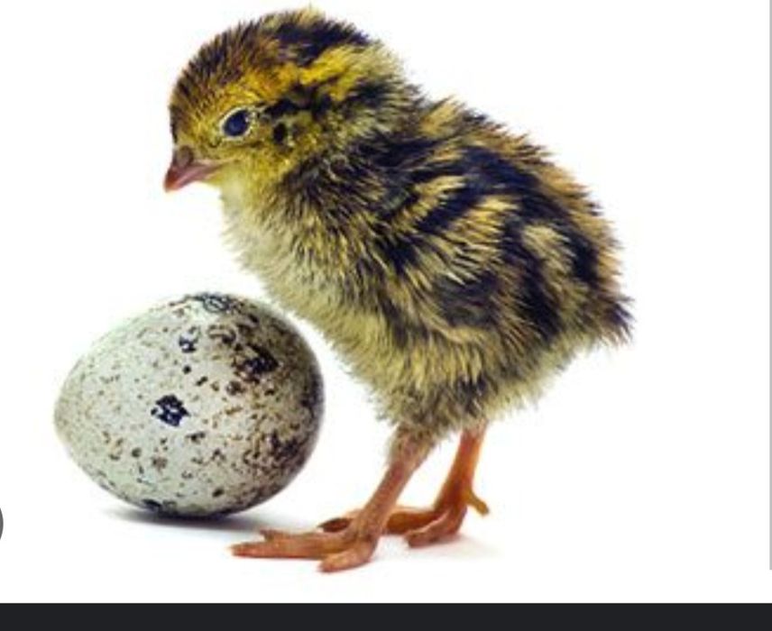 Добові перепілки