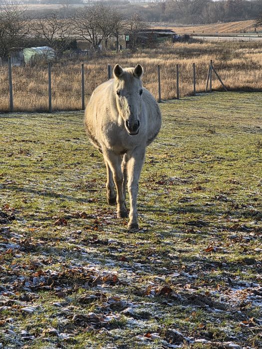 Klacz arabska źrebna holsztynem