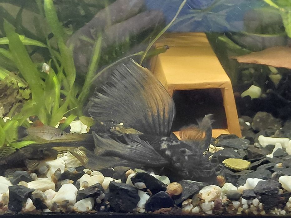 Dragon green zbrojnik male 3-5cm