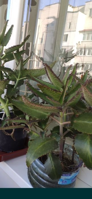 Калонхое лікувальний, вік 3 роки