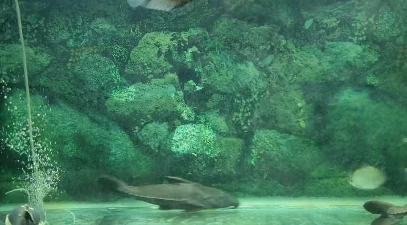 oxydora niger 20-25cm