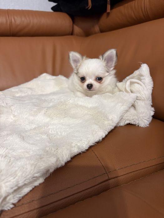 Chihuahua piękny piesek rodowód