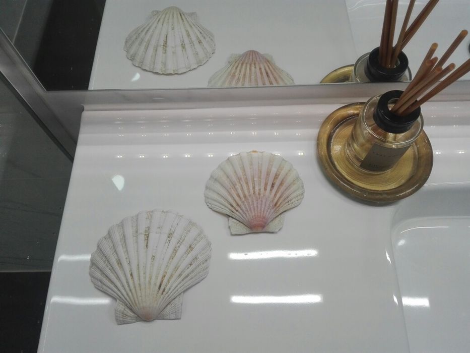 Conchas Verdadeiras