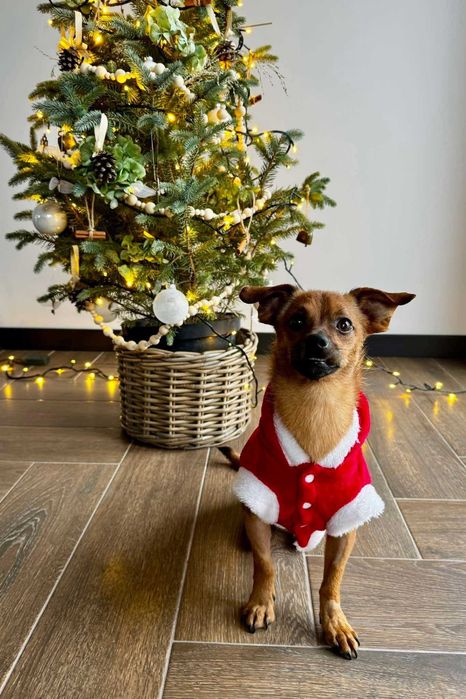 KOREK pilna adopcja
