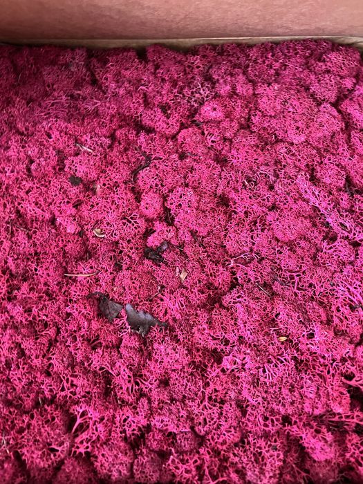 Caixa musgo preservado Fuchsia - 1kg
