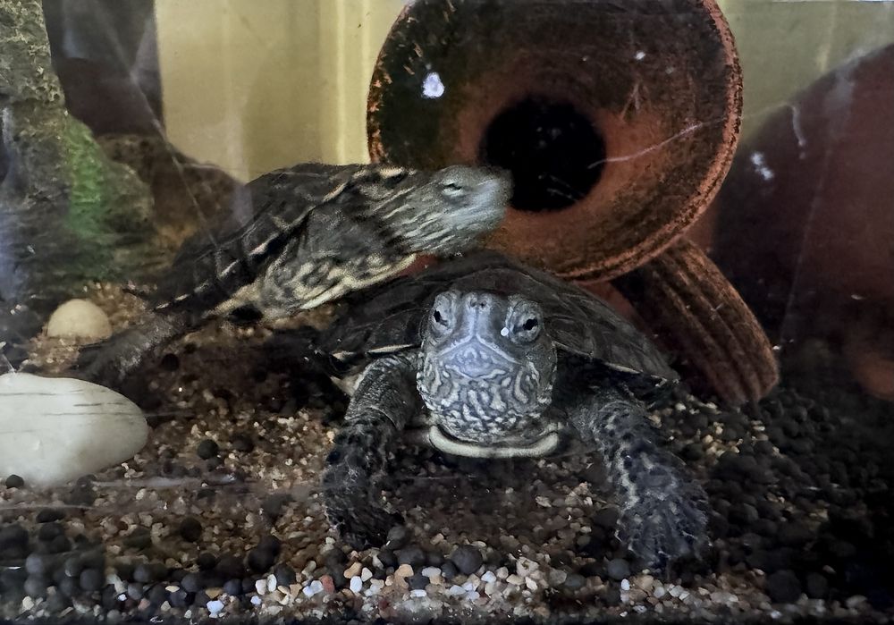 Tartarugas
