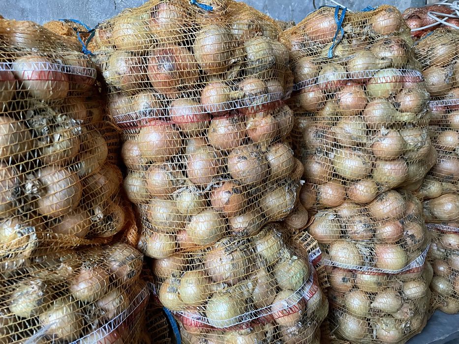 Cebula rijnsburger twarda mocna łuska