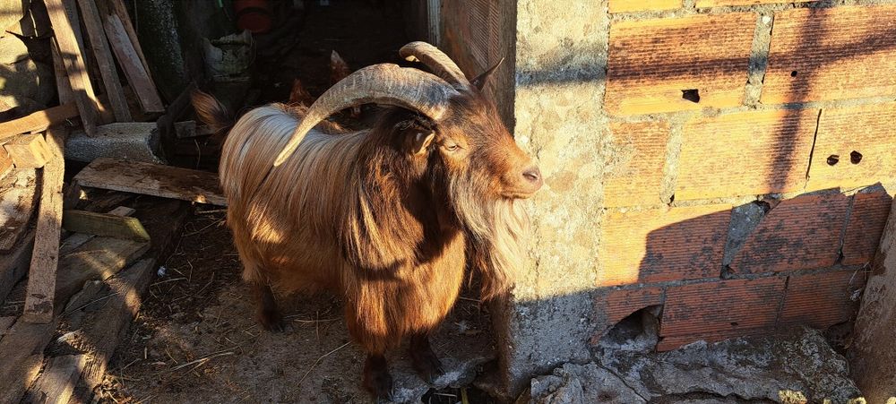 Macho raça anão muito meigo