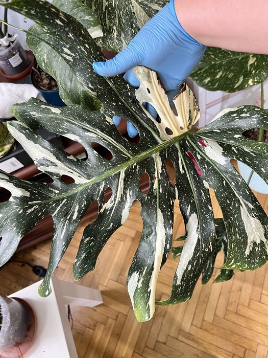 Monstera thai constellation