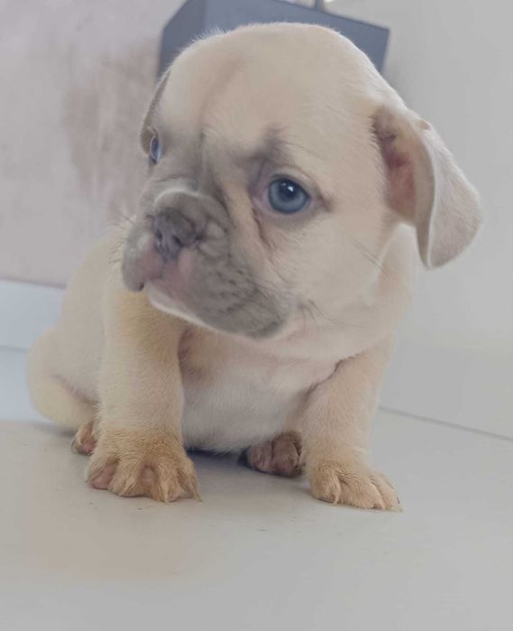 Buldogue Francês Femea e macho vários cores