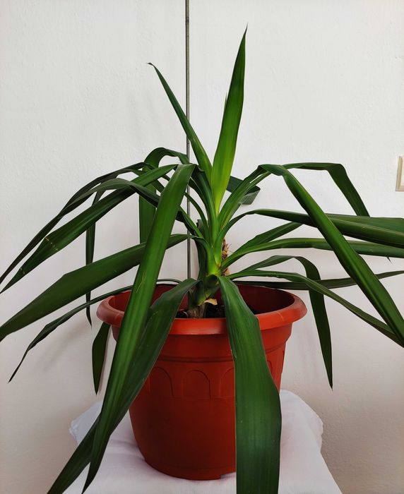 Juka (yucca) – idealna roślina doniczkowa do domu kwiatek 80 cm