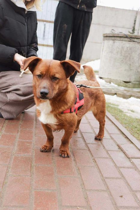 Scott piesek- Twój przyjaciel