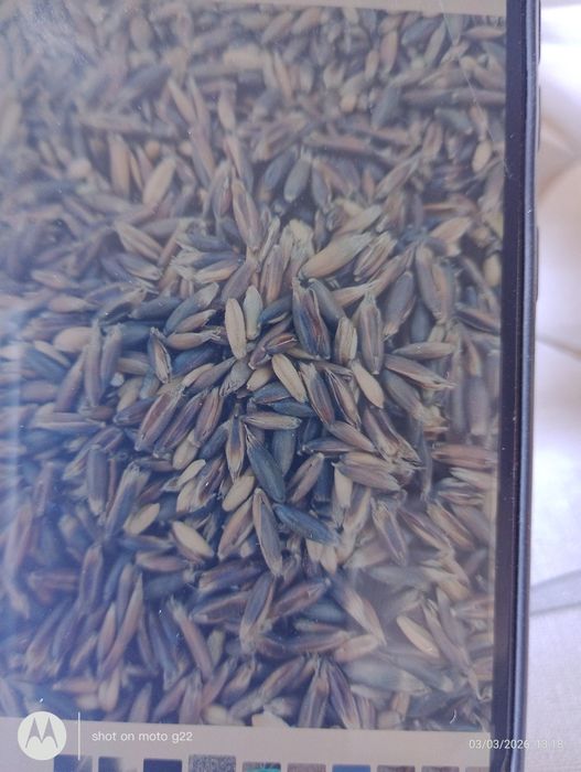 Sprzedam OWIES gniady