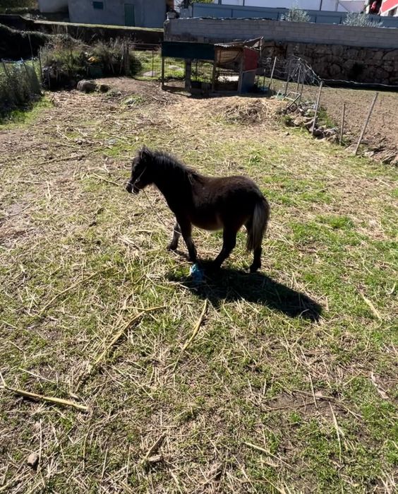 Vendo mini pônei macho