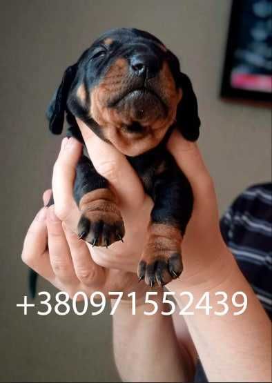 Пропоную для в'язки кобеля такси