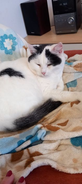 Kotka Misia szuka domu