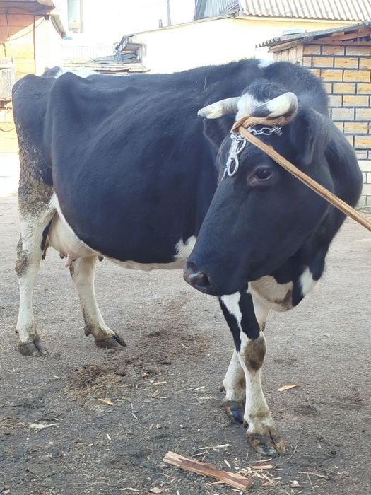 Продам добру корову