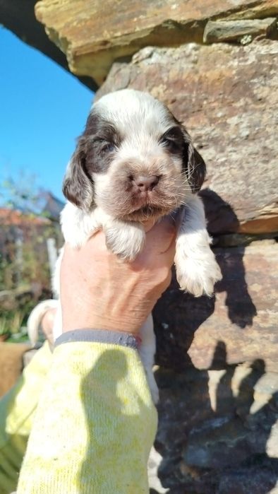 Cocker Spaniel Femea