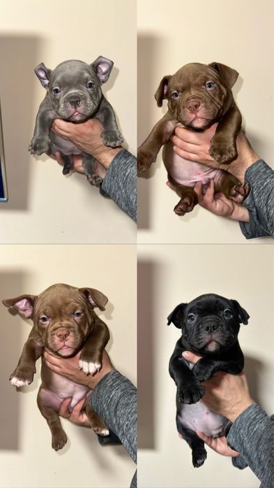 Мікро буллі екзотік