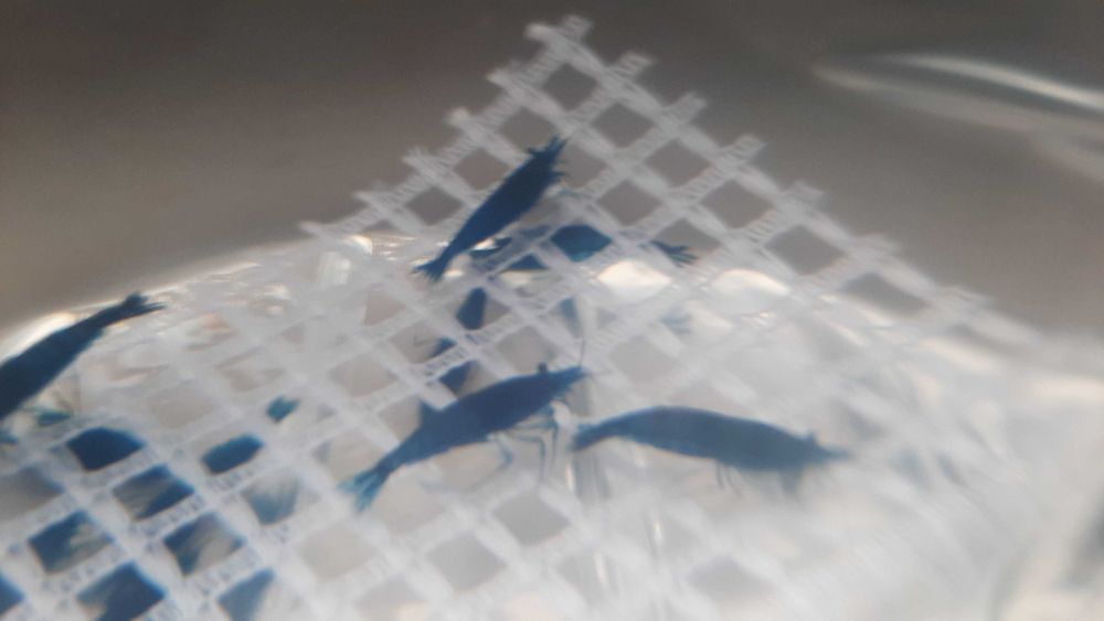 krewetki blue velvet