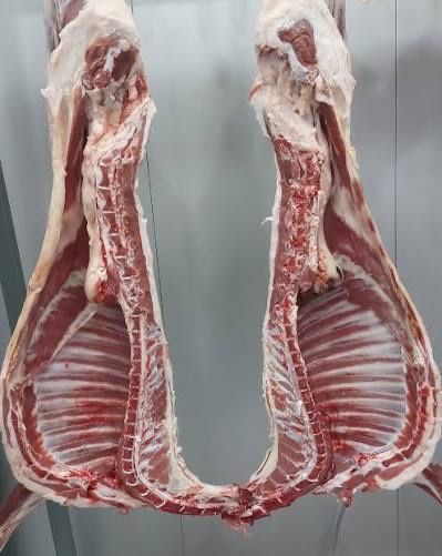 Мясо молодого ягня порода  Дорпер