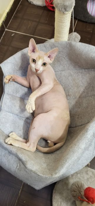 Sfinks kocurek ANGELO