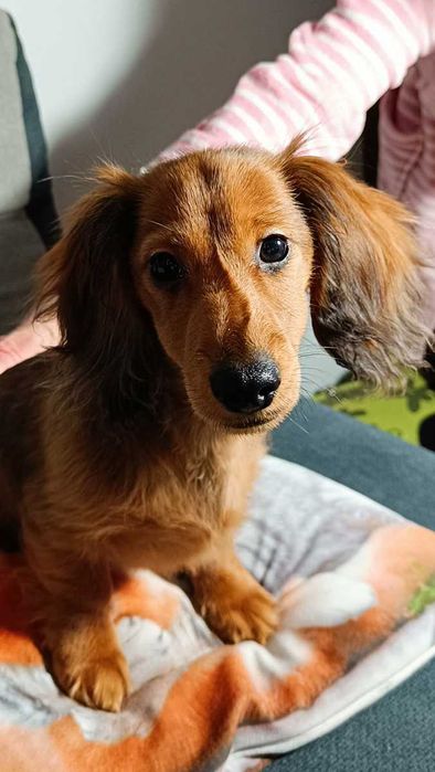 Jamniczek długowłosy króliczy