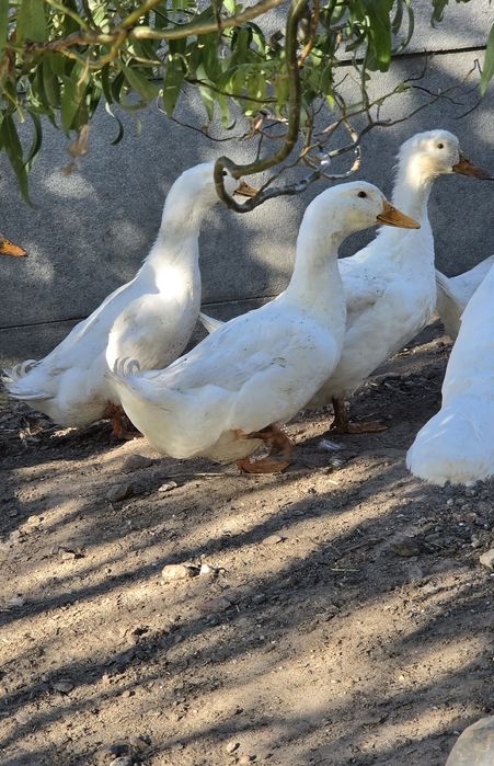 Sprzedam kaczora pekin