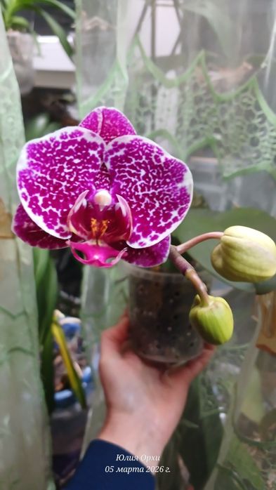 Продам свои домашние орхидеи. Адаптированы.