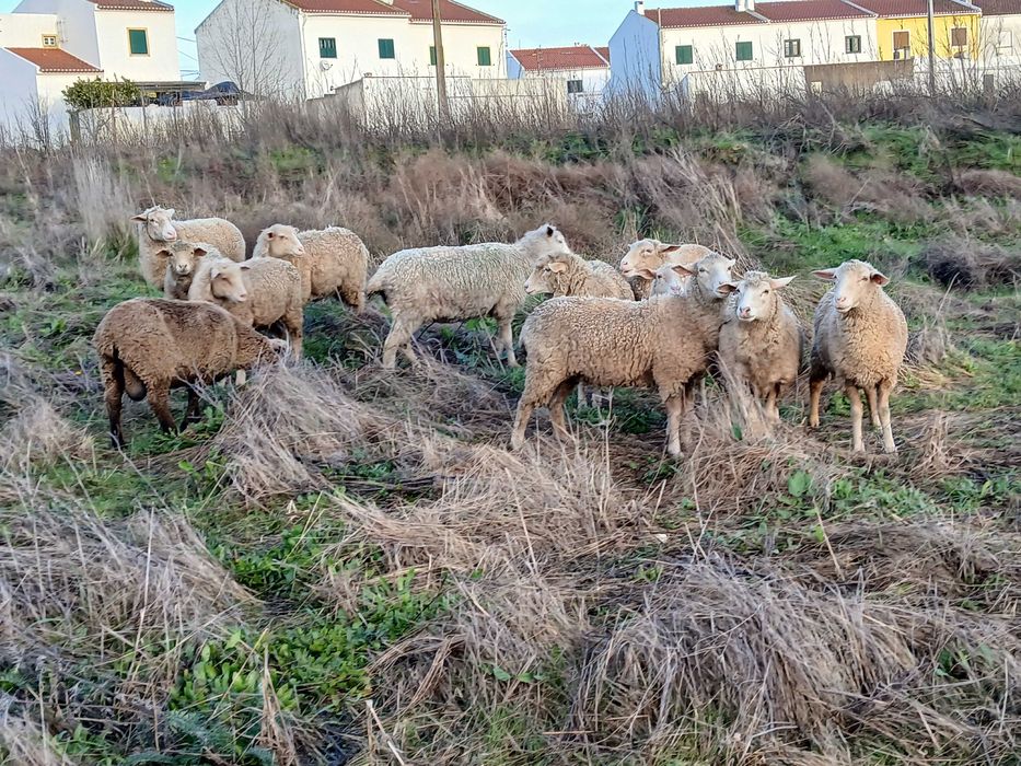 Malatas merinas crusadas