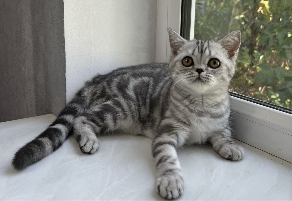 Шотландская кошечка