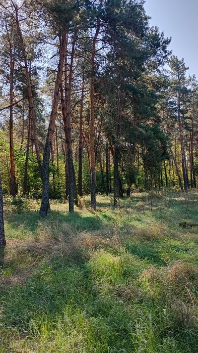Ділянка в лісі на березі каналу річки Дніпро в 10 км.від центра Вишгорода