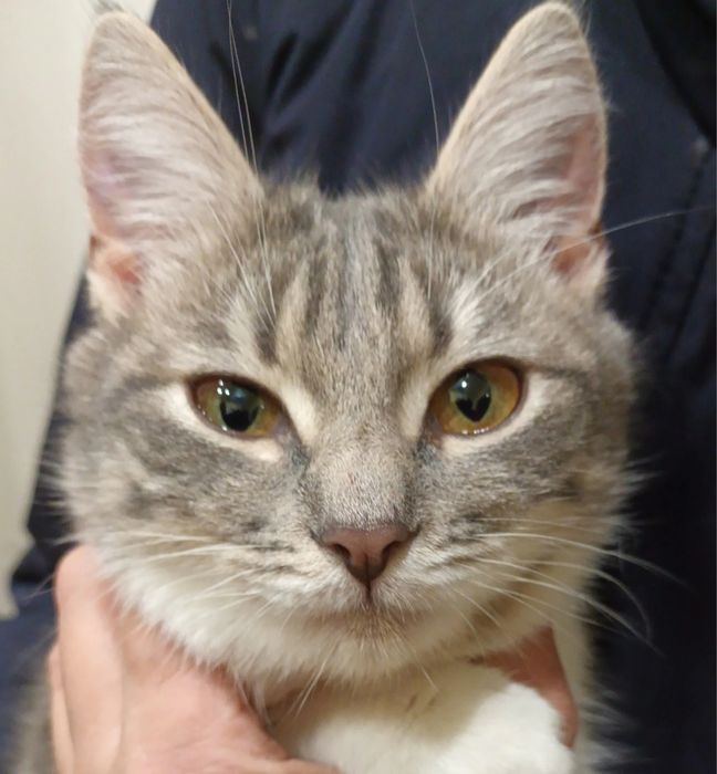 Кошеня Принцеса 5 міс стерильна