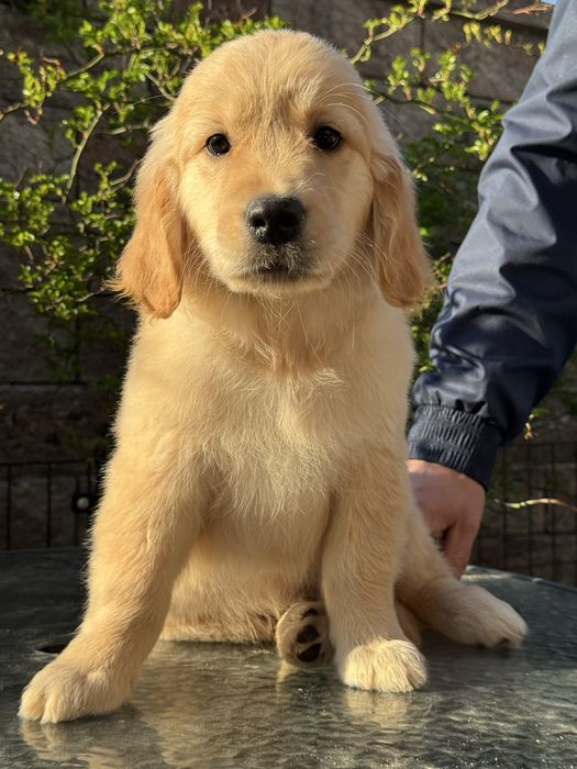 Golden retriver FCI ZKWP samiec pies