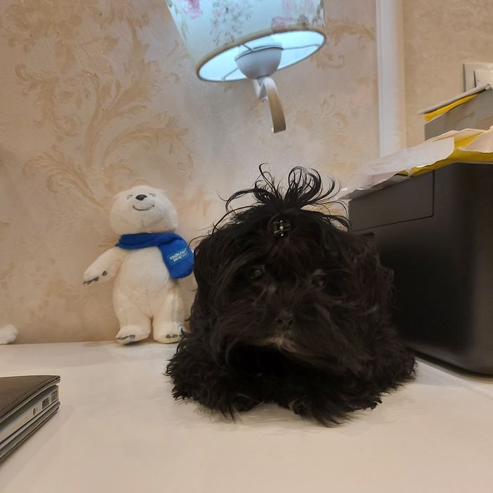 продам щенка Мальтипу