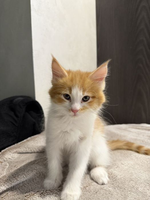 Котик в відповідальні руки!