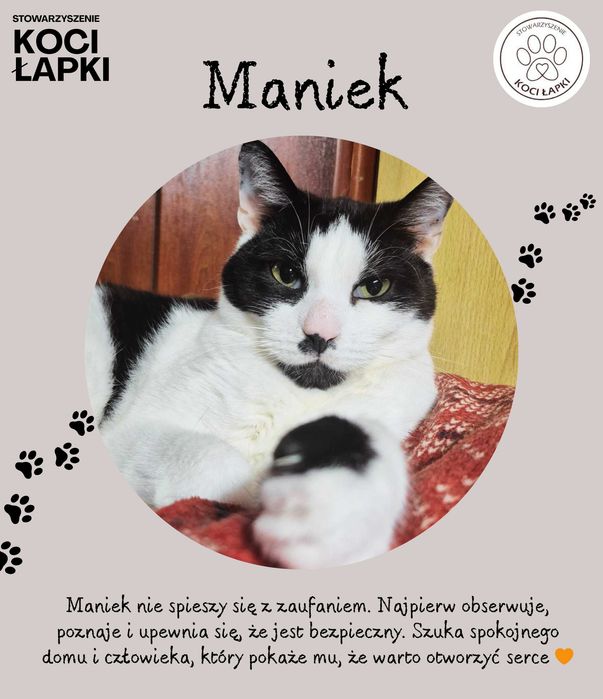 Maniek – wyjątkowy kot szuka spokojnego domu
