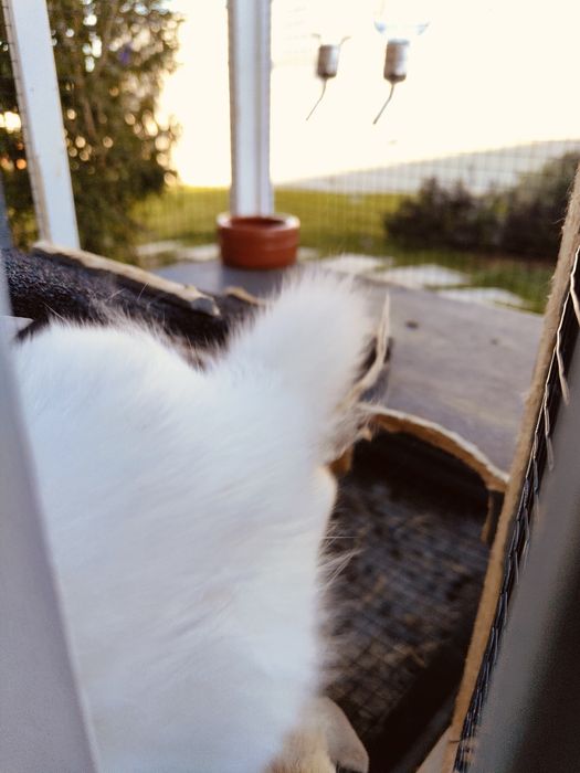 Coelhos belier orelhudos