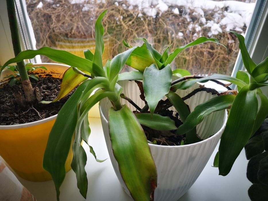 Золотий вус (каллізія запашна)