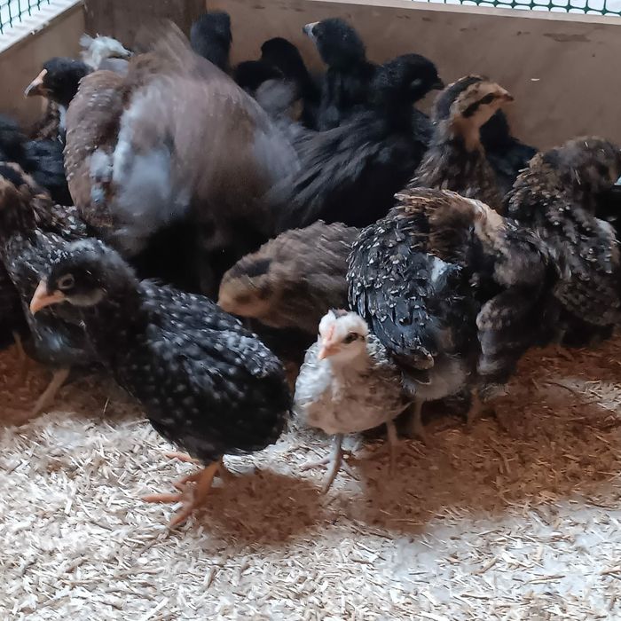 Kura kury aracuany naturalne ekologiczne pisklaki araucany pisklaki ar