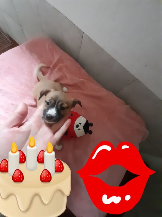 Bebe XX porte pequeno