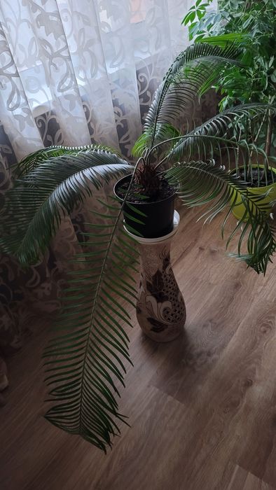 Цикас Революта (саговник пониклий)