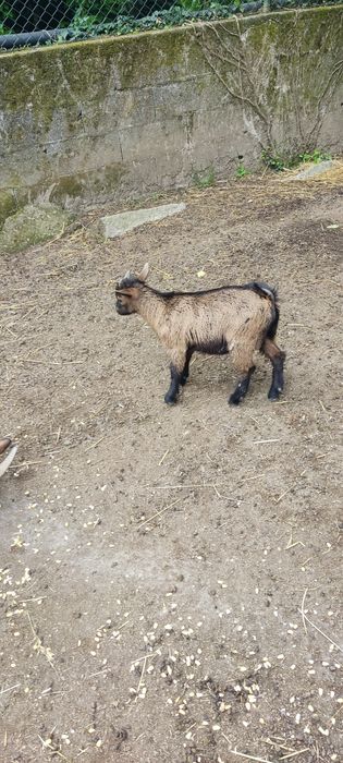 Cabras anas para venda