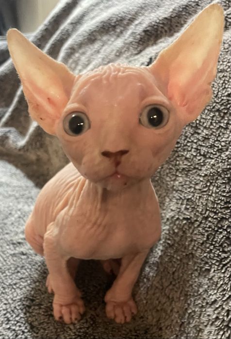Gatinho Sphynx nascido 20/04